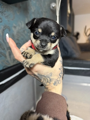 Chihuahua welpen 