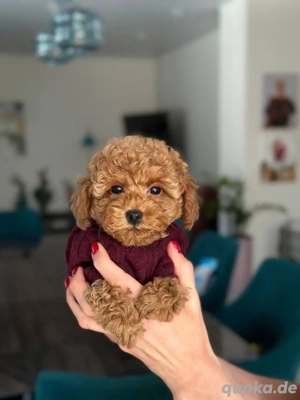 Zwergpudelwelpen zu verkaufen. 