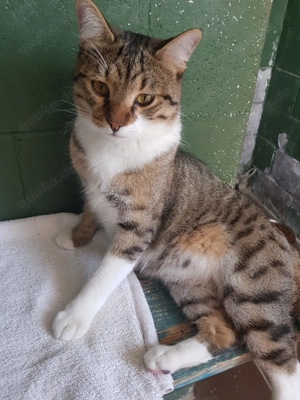 Devil sucht sein Zuhause Bild 4