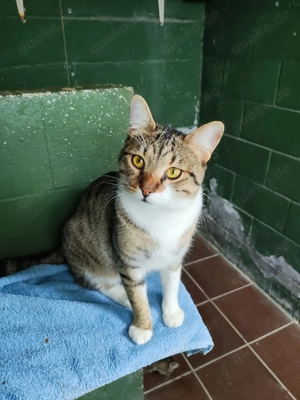 Devil sucht sein Zuhause