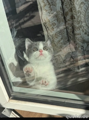 Britisch Kurzhaar Kätzchen abzugeben   geboren am 21. Juli 2025