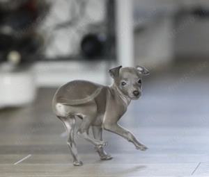 Italienische Windhundwelpen bereit