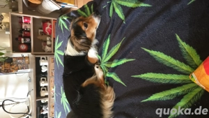 Hund Austr.Shep.+ Jack Russel Mix zu verkaufen