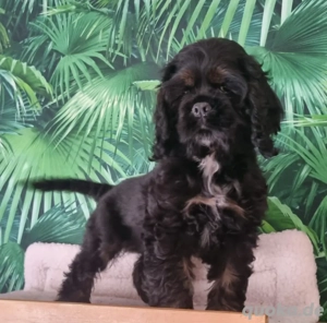 Letzte 3 American Cocker Spaniel