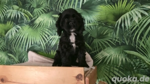 Letzte American Cocker Spaniel