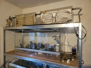 Ameisen + Zubehör Exotik