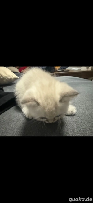 Einmonatiges weibliches Colorpoint-Kätzchen