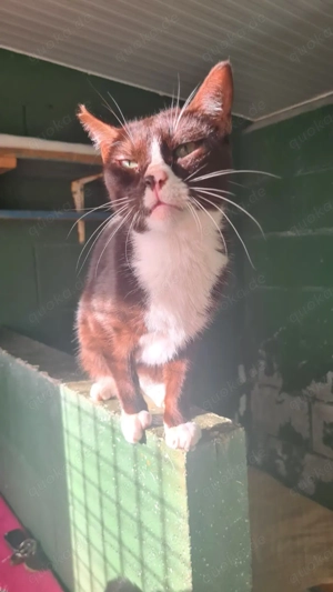 Furly sucht sein Zuhause