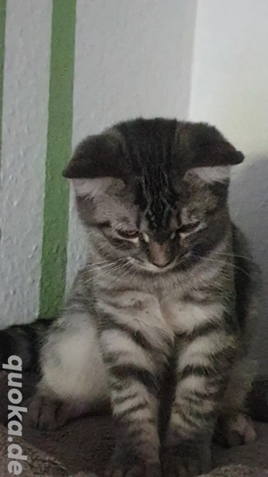 Kätzchen BKH warten auf eine liebevolle Familie.