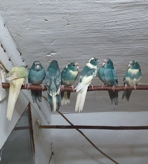 Ziegensittiche in sehr vielen Farben 