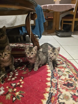 Kätzchen 12 Wochen alt  Bild 3