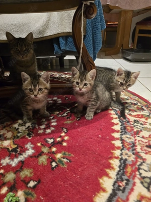 Kätzchen 12 Wochen alt 