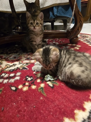 Kätzchen 12 Wochen alt  Bild 2