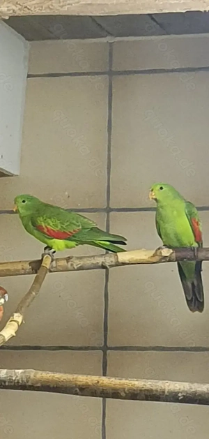 1 Paar Rotflügelsittiche 