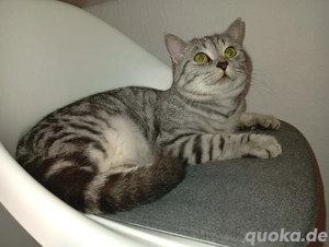 BKH Kätzin zu verkaufen