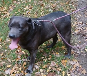 Labrador Rüde - 4 Jahre alt :-)