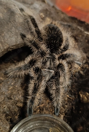 Tliltocatl albopilosus