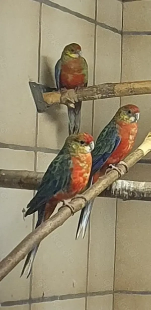 5 Stanleysittiche abzugeben 