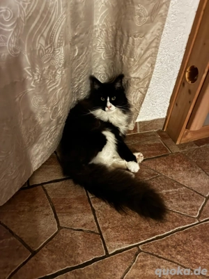 Maine Coon Kater black white  Bild 6