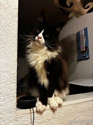 Maine Coon Kater black white 