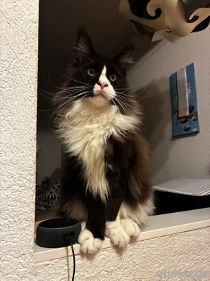 Maine Coon Kater black white  Bild 5