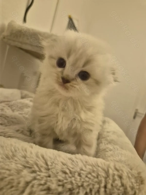 Wunderschöne Süße BKH BLH kitten 