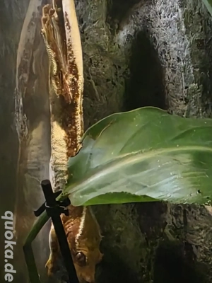 Correlophus ciliatus Kronengecko Jungtiere zu verkaufen 