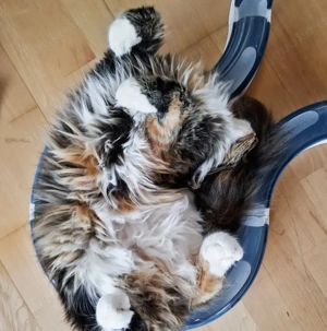 Wunderschöner Deckkater Norwegische Waldkatze mixx