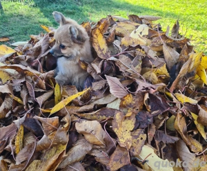 Chihuahua Junge Auszugs bereit 