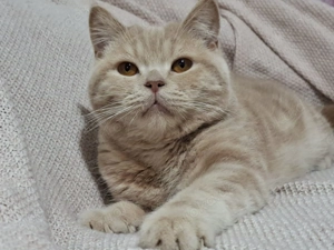 BKH Deckkater Creme ( Blutgruppe B )