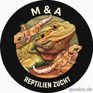 Zwergbartagame (Pogona henrylawsoni)