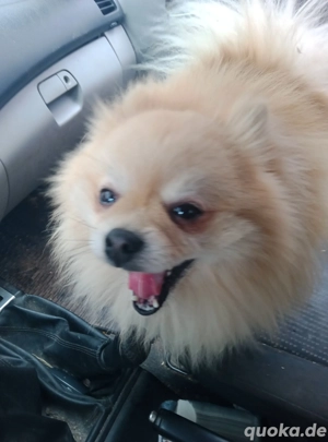 Pomeranian Spitz Bild 2