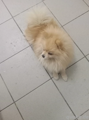 Pomeranian Spitz Bild 3