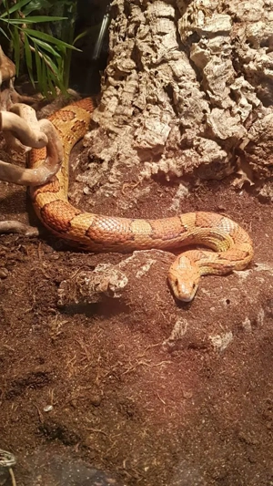 Kornnatter Adult Männchen 