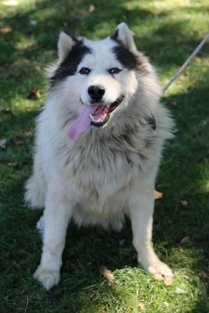 Medo (geb. ca. 2021) liebt im Tierheim in Bosnien und sucht ein Zuhause