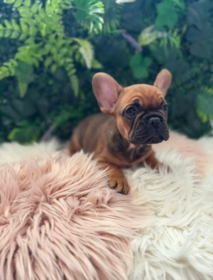 Französische Bulldoggen Welpen freiatmend mit längere schnauze