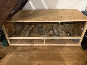 Leopardgeckos inkl. Terrarium 150x60cn