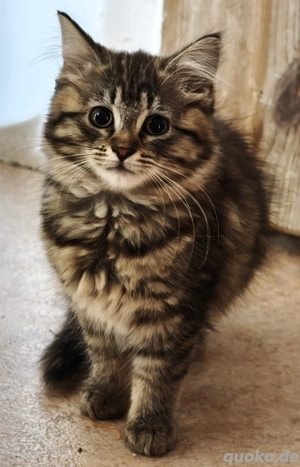 Norwegisch Waldkatzenmix