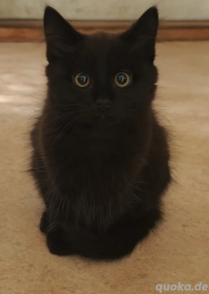 Norwegisch Waldkatzenmix