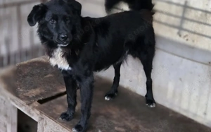 Stiller Wächter Arnie