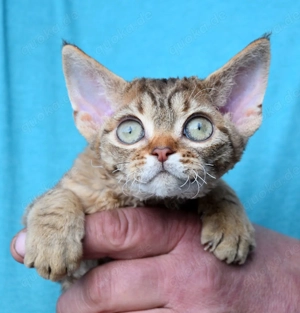 Devon Rex Kitten   weiblich und männlich Bild 3