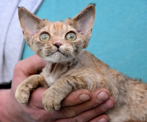 Devon Rex Kitten   weiblich