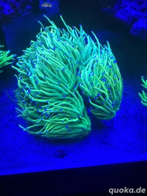 euphyllia holy grail 200 euro pro kopf 