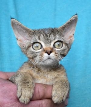 Devon Rex Kitten   weiblich und männlich Bild 6
