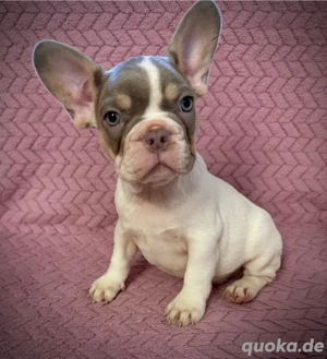 Französische Bulldoggen Welpen mit Ahnentafel