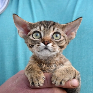 Devon Rex Kitten weiblich und männlich, mit Stammbaum , Impfausweis ( EU) , Gesundheitsbescheinigung