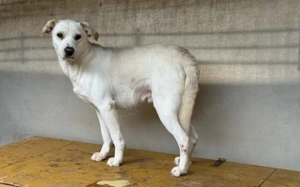 Sensibler Bulli sucht liebevolles Zuhause