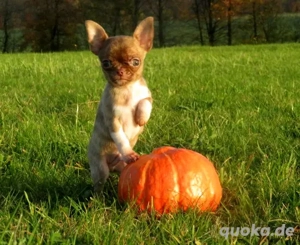 Süßer typvoller Mini Chihuahua 15Wo 670g Rüde Welpe KH in Sonderfarben Brindle
