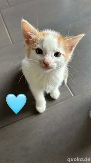 Süße Kätzchen suchen neues zu Hause * Bild 2