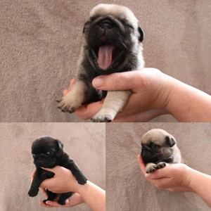 Mops Welpen VDH FCI Ahnentafel 